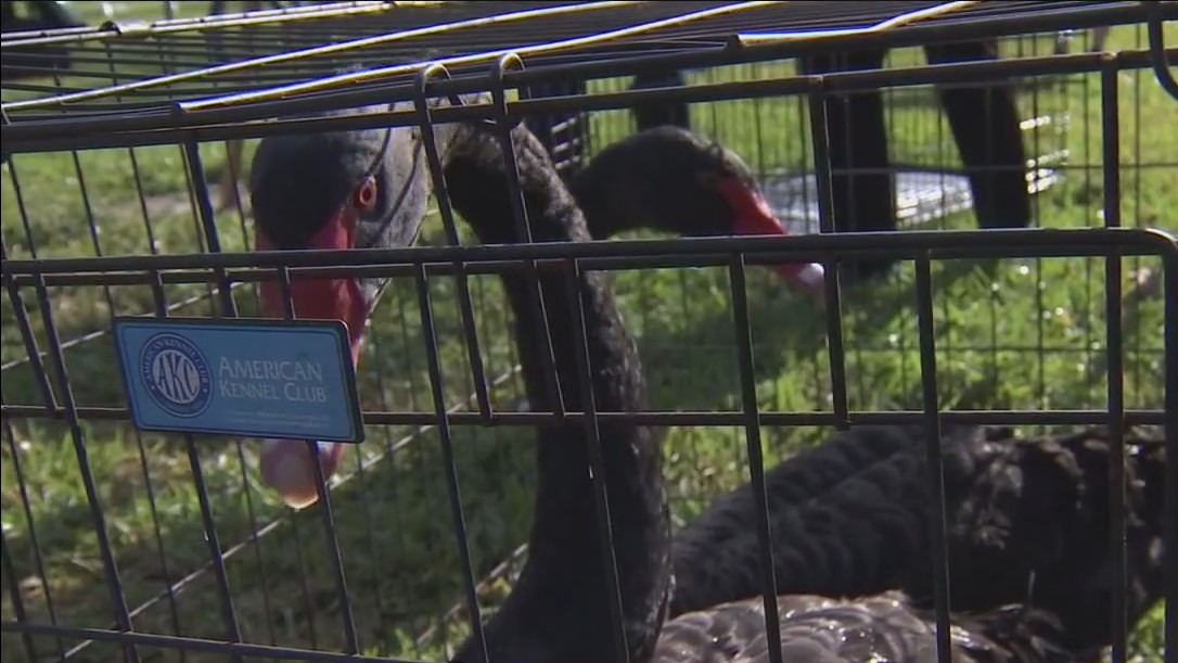 Lakeland hosts swan sale on Lake Morton